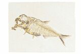 Detailed Fossil Fish (Diplomystus) - Wyoming #361099-1